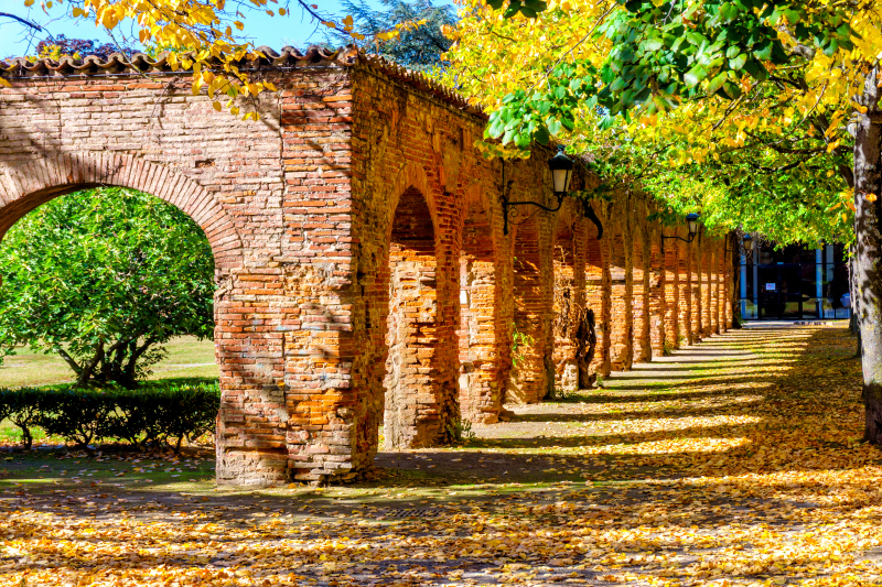 Végétalisation à Toulouse – Le cloitre de l’Université du Capitole en automne